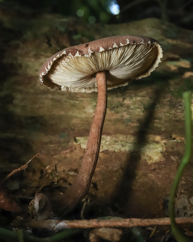 Lepiota abruptibulba