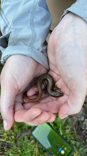 iNaturalist observation photo of Gilbert's Skink