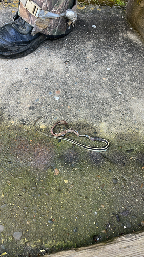 iNaturalist observation photo of Common Garter Snake