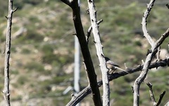 Polioptila californica