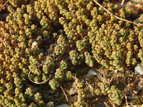 Sedum andegavense, photograph 4
