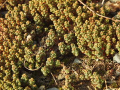Sedum andegavense, photograph (c) Duarte Frade, some rights reserved (CC BY)