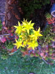 Sedum × rubrotinctum