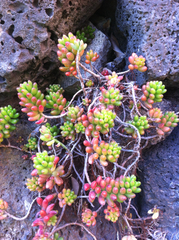 Sedum × rubrotinctum