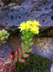 Sedum × rubrotinctum