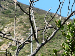 Polioptila californica