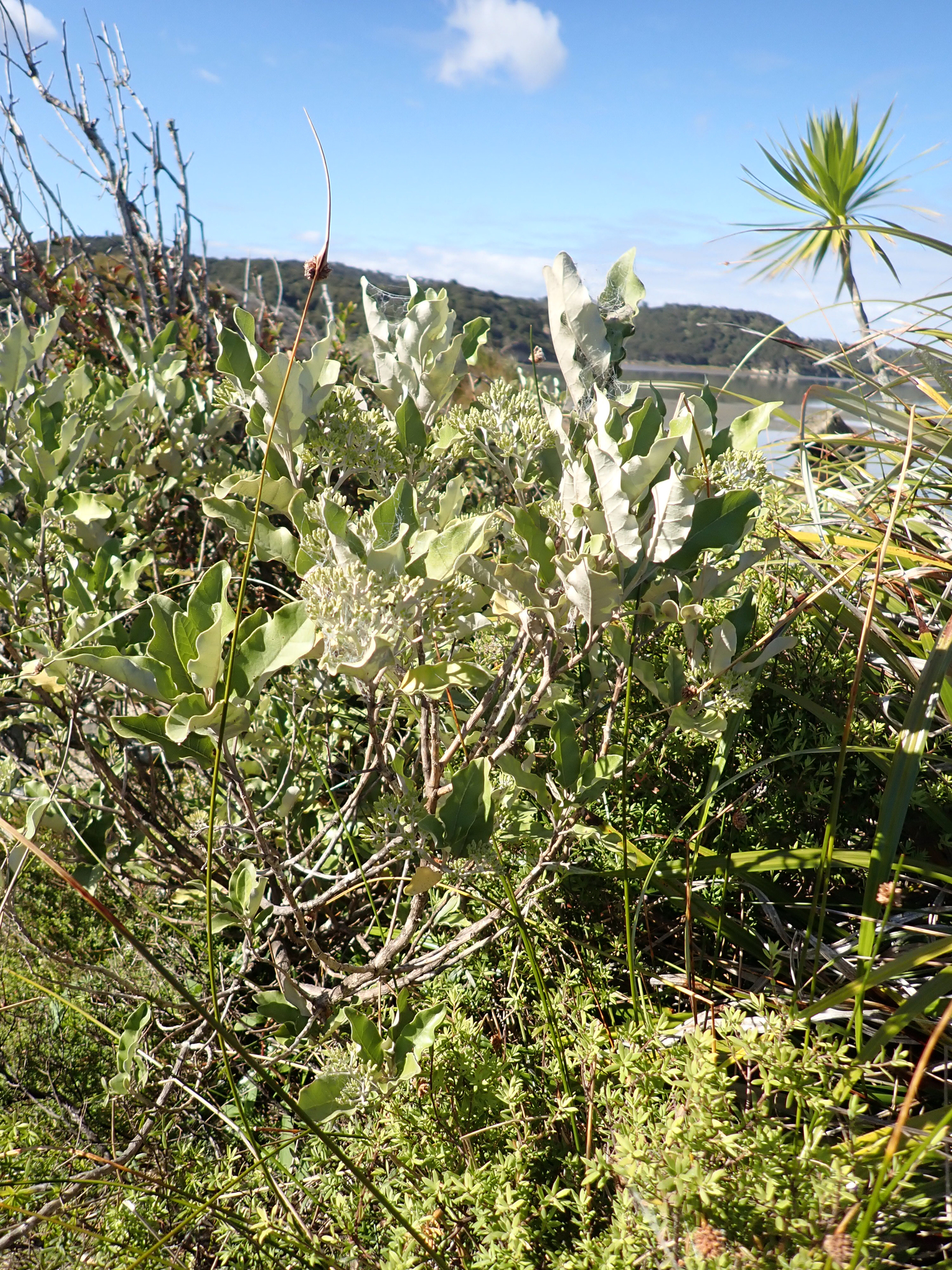 Olearia albida