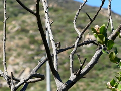 Polioptila californica