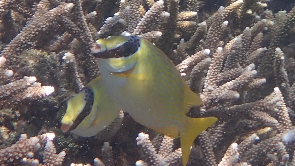 Masked Rabbitfish (Siganus puellus)