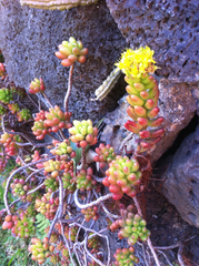 Sedum × rubrotinctum