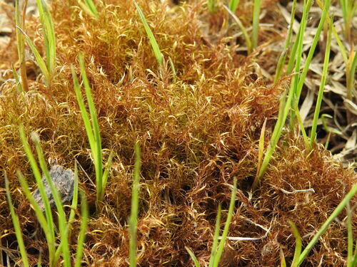 Kneiff's hook-moss (Drepanocladus aduncus)