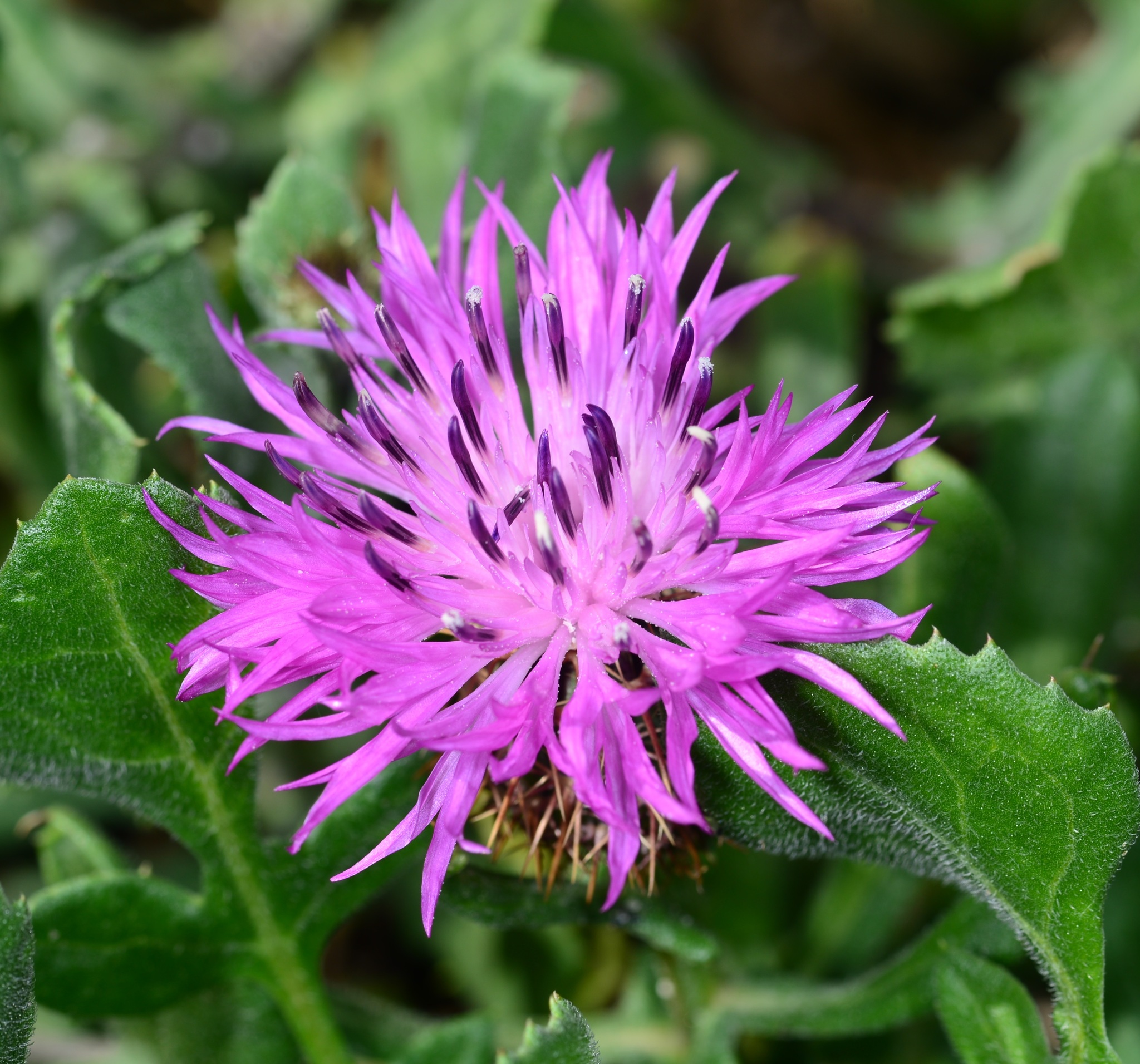 Centaurea de cabezas redondas