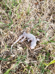 Hemidactylus turcicus