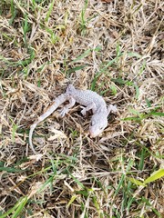 Hemidactylus turcicus