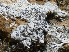Buellia albula