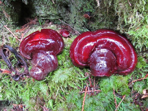 West Coast Reishi