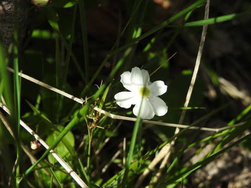 Ranunculus platanifolius (Ranunculus platanifolius)