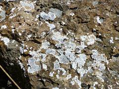 Buellia albula