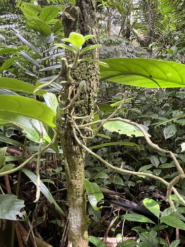 Columnea scandens, photograph 3