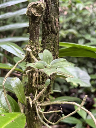 Columnea scandens, photograph 2