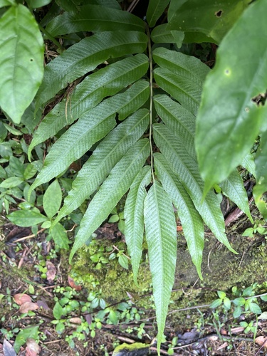 Lattice-vein fern (Meniscium reticulatum)
