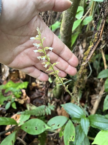 Caribbean False Helmet Orchid (Microchilus plantagineus)