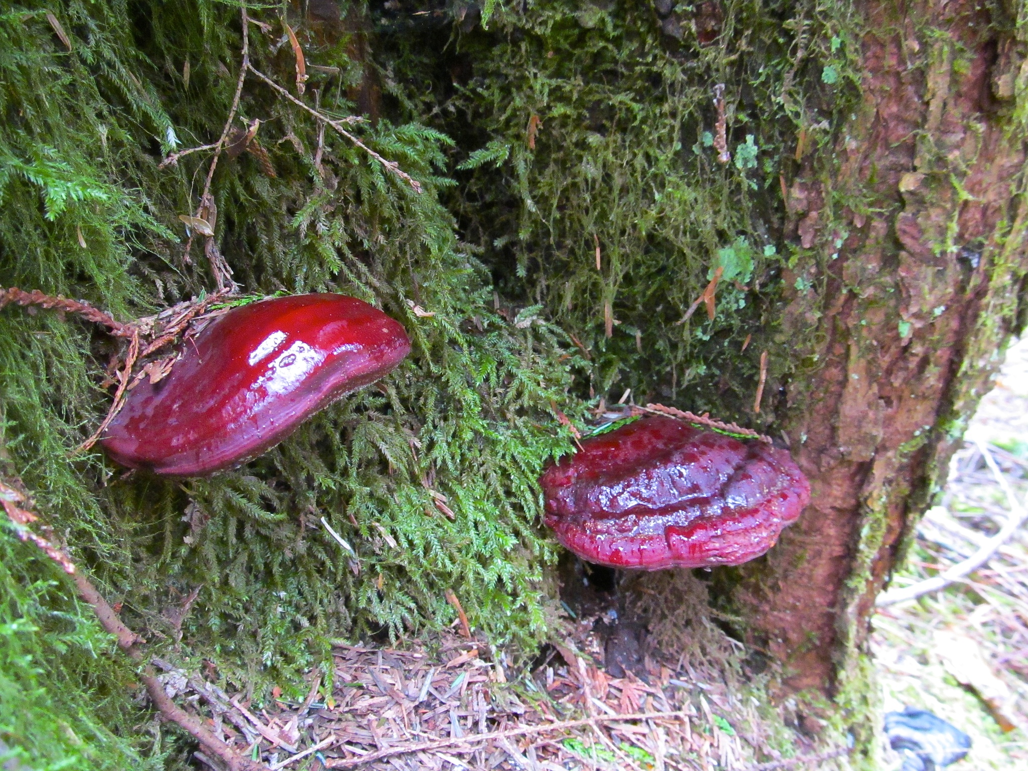 Ganoderma oregonense image