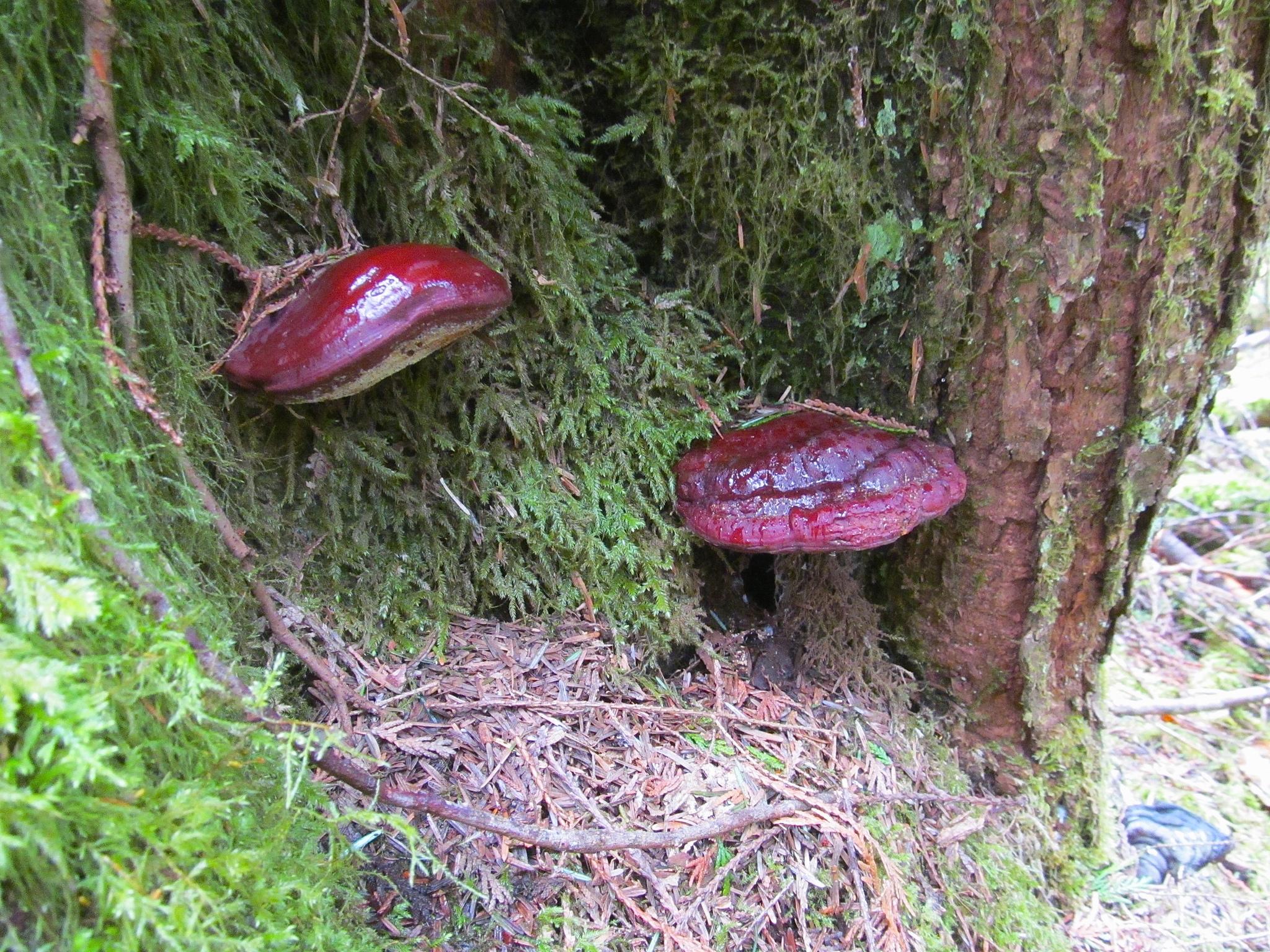 Ganoderma oregonense image