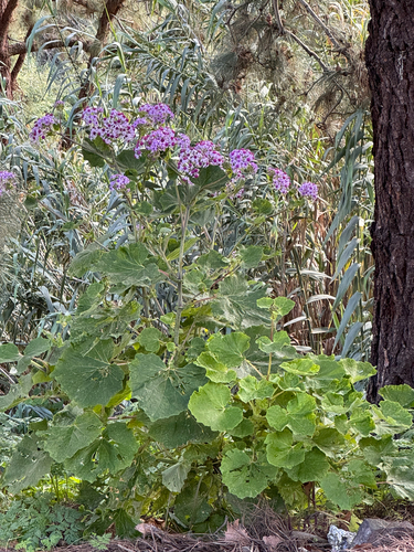 Pericallis webbii (Pericallis webbii)