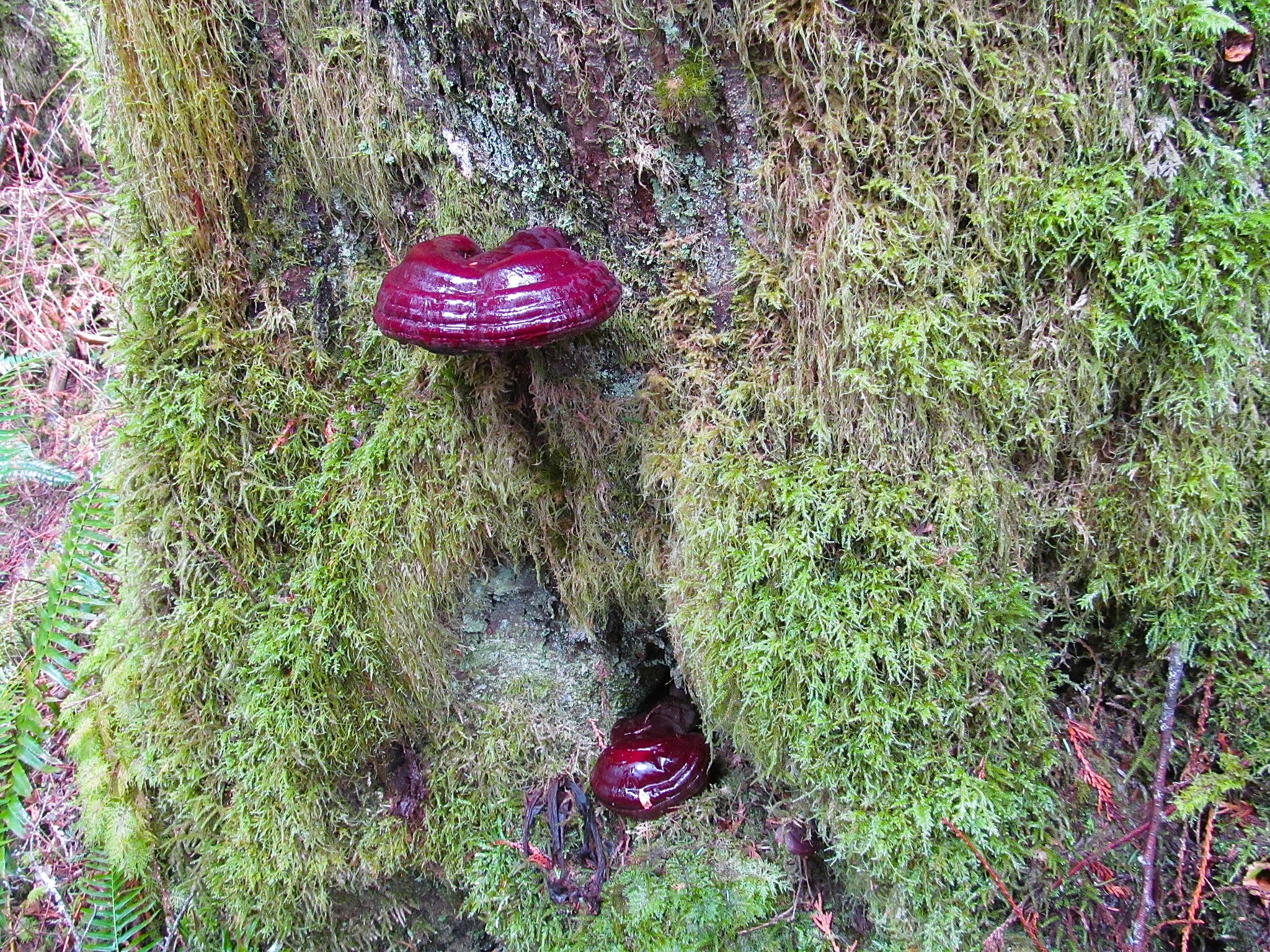 Ganoderma oregonense image