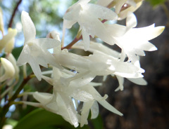 Dendrobium moorei