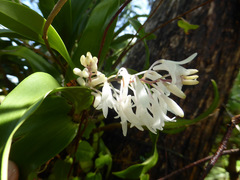 Dendrobium moorei