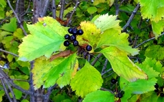 Crataegus chlorosarca