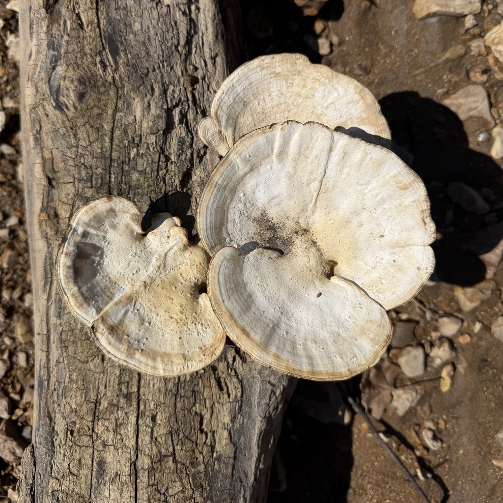 Trametes aesculi · March 2026 · photo: © conhawn (iNaturalist, cc-by)