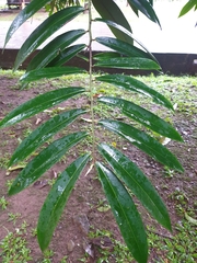Diospyros celebica