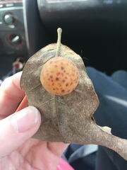 Atrusca quercuscentricola