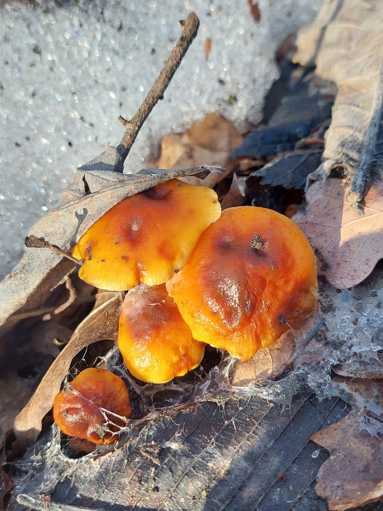 Flammulina · March 2026 · photo: © viktorstrenada (iNaturalist, cc-by)