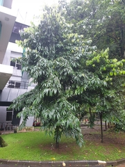 Diospyros celebica