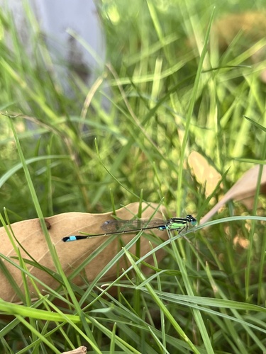 Common Bluetail