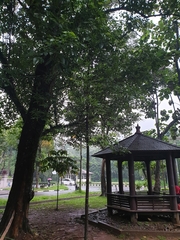 Agathis dammara
