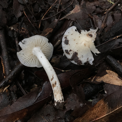 Neohygrocybe