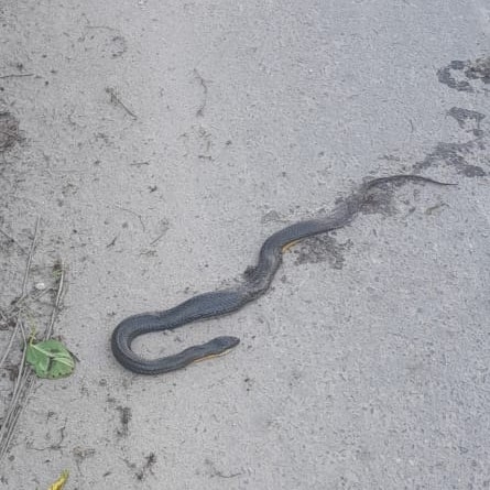 Wied's Keelback
