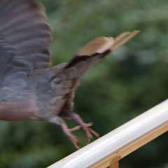 Streptopelia semitorquata