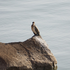 Microcarbo africanus