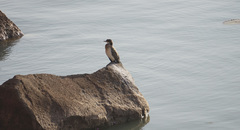 Microcarbo africanus