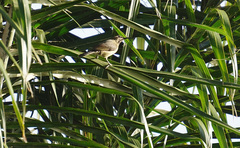 Chalcomitra senegalensis