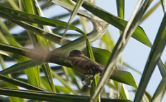 Chalcomitra senegalensis