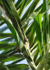 Chalcomitra senegalensis