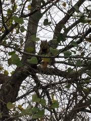 Sciurus niger