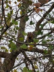 Sciurus niger